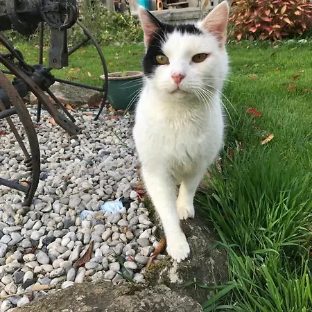 Les Glycines Alojamento de Acomodação e Pequeno-almoço